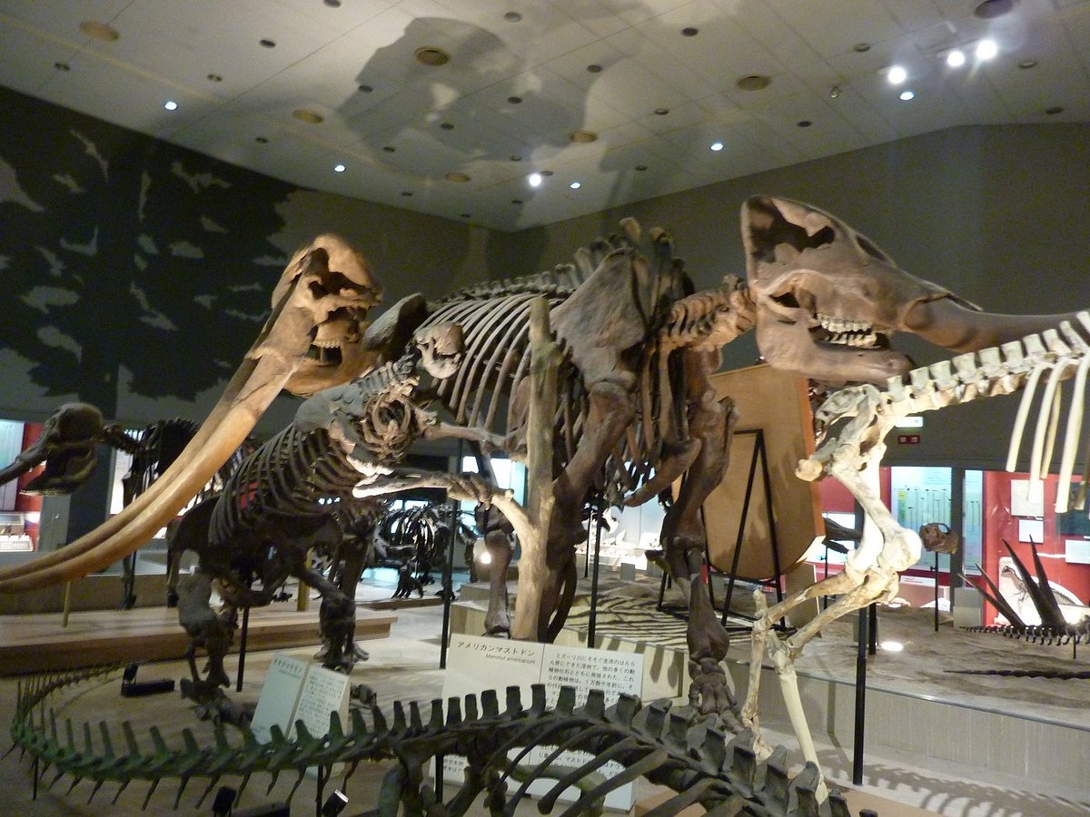 🌸 나가이 식물원(오사카 시리츠 나가이 쇼쿠부츠엔) 이미지 5